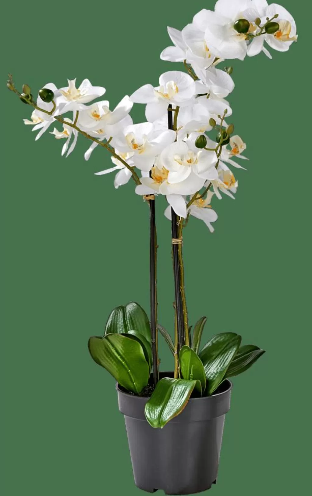 CASA ORCHID Orchidea In Vaso Bianco- Piante Artificiali