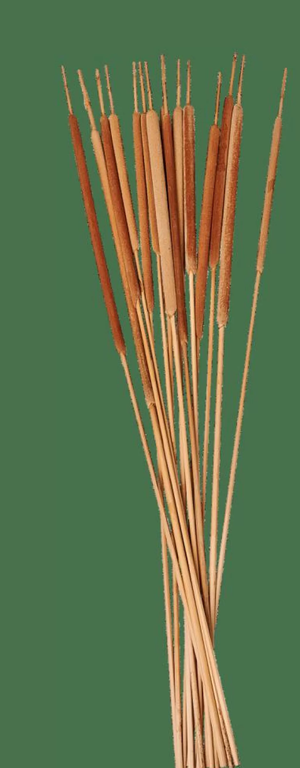 CASA TYPHA Canna Palustre Set Di 15 Naturale- Rami Artificiali | Fiori Artificiali